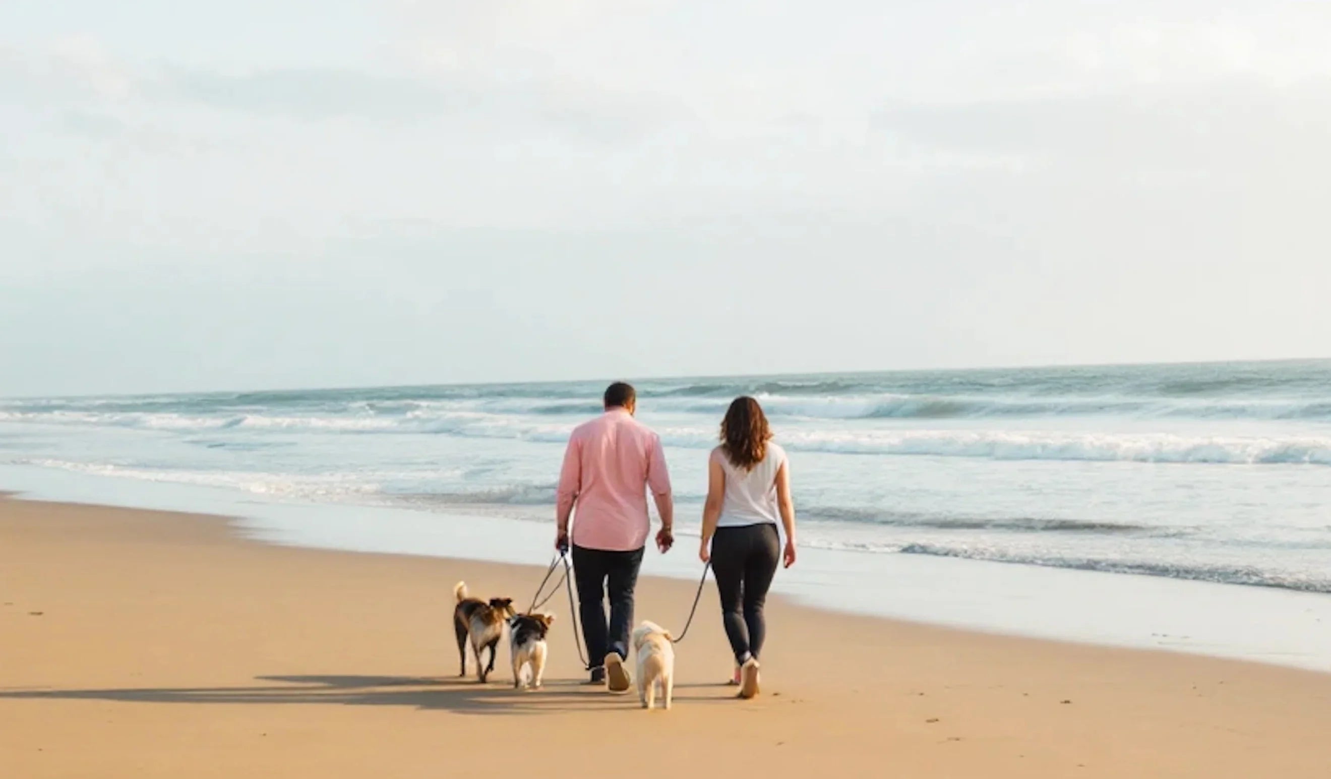 Dogs at the Beach
