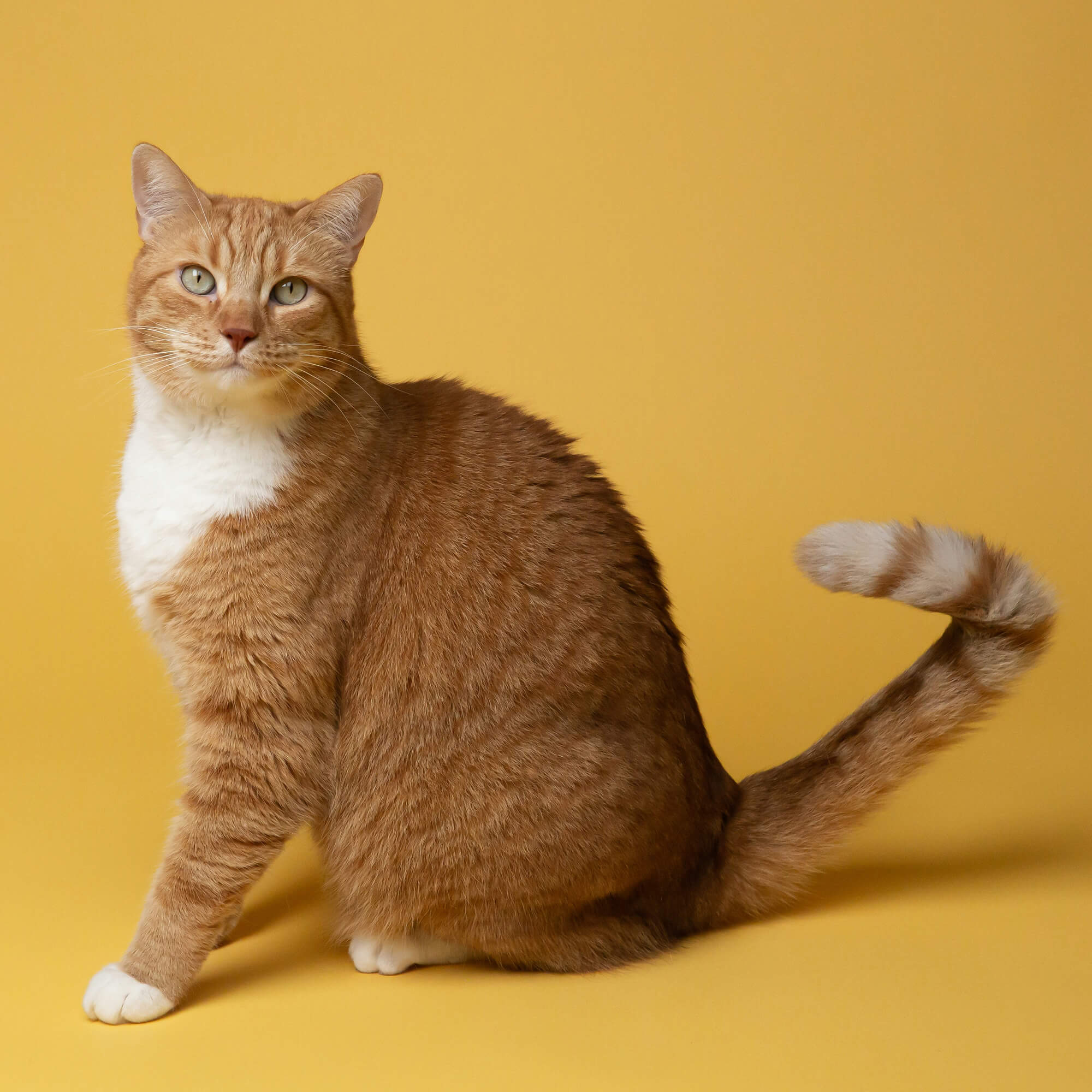 Cat Calming